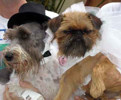 straight dogs support rights of gays to marry